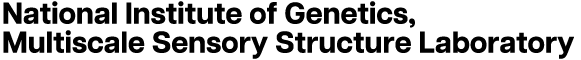 National Institute of Genetics, Multiscale Sensory Structure Laboratory